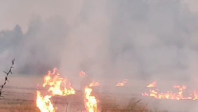 Photo of हरियाणा: अब पराली की तर्ज पर गेहूं के फसल अवशेष जलाने पर होगी सख्ती