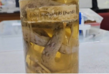 Photo of ऊंट से बनी नई दवा! सर्पदंश का खौफ अब होगा कम, ग्रामीणों की जिंदगी होगी आसान