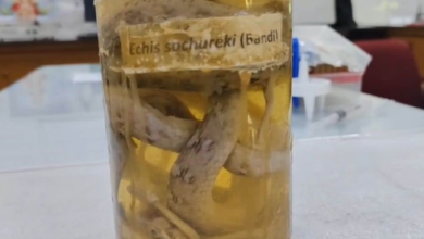 Photo of ऊंट से बनी नई दवा! सर्पदंश का खौफ अब होगा कम, ग्रामीणों की जिंदगी होगी आसान