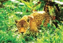 Photo of ठाणे में तेंदुआ का आतंक, आवासीय सोसायटी में चार लोग पर किया हमला