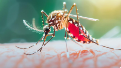 Photo of दिल्ली में डेंगू के दो और मरीजों की मौत, इस वर्ष संख्या चार हुई