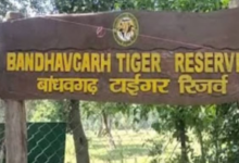Photo of बांधवगढ़ टाइगर रिजर्व: चंदिया वन परिक्षेत्र में करंट से बाघ टी-185 की मौत