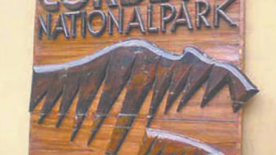 Photo of उत्तराखंड: नए साल पर कड़ी होगी वनों की सुरक्षा