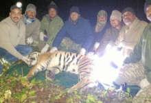 Photo of केटीआर से सटी आबादी के लिए आतंक का पर्याय बना बाघ पिंजरे में कैद