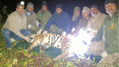 Photo of केटीआर से सटी आबादी के लिए आतंक का पर्याय बना बाघ पिंजरे में कैद