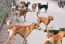 Photo of संभल में कुत्तों का खौफनाक हमला! 9 साल की मासूम को नोच-नोचकर मार डाला