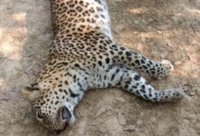 Photo of बेंगलुरु में अवैध रॉक ब्लास्टिंग से चार तेंदुओं की गई जा