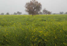 Photo of जनवरी में हुई तीसरी बारिश फसलों के लिए वरदान, ओलावृष्टि वाले इलाकों में सरसों को नुकसान की आशंका