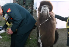 Photo of सियाचिन की बर्फीली पहाड़ियों से थार के रेगिस्तान तक, भारतीय सेना में ‘स्पेशल साथियों’ का सम्मान