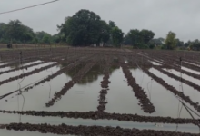 Photo of राजस्थान में मावठ: बूंदाबांदी, कोहरा और शीतलहर;नए साल की शुरुआत बदले मौसम के साथ