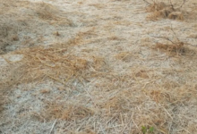 Photo of झारखंड में ठंड का कहर: फसलों में जमी बर्फ की चादर, 1.5 डिग्री पर पहुंचा पारा 