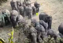 Photo of 9 दिन… 19 मौतें, झारखंड में सीरियल किलर बना हाथी, निगल रहा जिंदगी