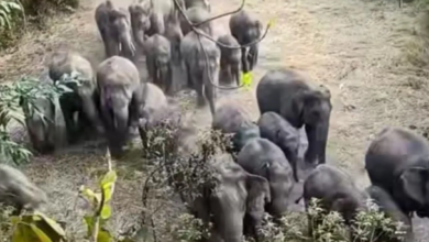 Photo of 9 दिन… 19 मौतें, झारखंड में सीरियल किलर बना हाथी, निगल रहा जिंदगी