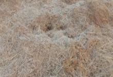 Photo of पलामू में 20 साल बाद सबसे कम तापमान, पारा गिरा 3.4 डिग्री पर