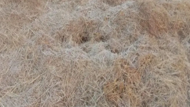 Photo of पलामू में 20 साल बाद सबसे कम तापमान, पारा गिरा 3.4 डिग्री पर