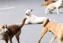 Photo of करनाल में खेल रहे मासूम पर टूट पड़ा आवार कुत्तों का झुंड