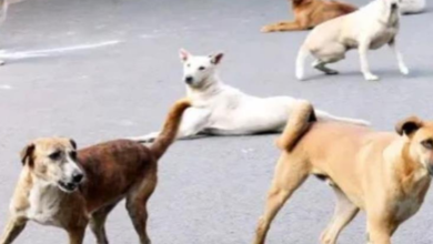Photo of करनाल में खेल रहे मासूम पर टूट पड़ा आवार कुत्तों का झुंड