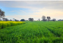 Photo of हरियाणा में दिन-रात के तापमान में बढ़ोतरी: आज सक्रिय होगा नया विक्षोभ