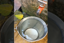 Photo of नलों में आया कीड़े वाला गंदा पानी, पीएचई के दावों की पोल खुली, पार्षद ने लगाई फटकार