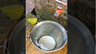 Photo of नलों में आया कीड़े वाला गंदा पानी, पीएचई के दावों की पोल खुली, पार्षद ने लगाई फटकार