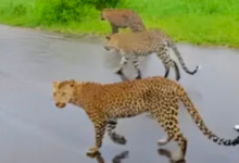 Photo of ऊकाली घाटी में पैंथरों की दस्तक, ग्रामीण रातभर कर रहे मवेशियों की रखवाली