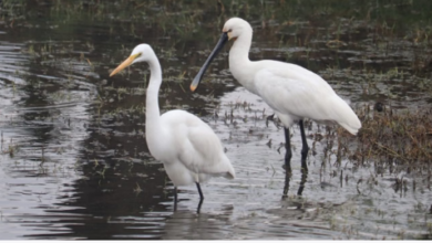 Photo of राज्य में विभिन्न स्थानों पर जलीय पक्षियों की गणना, रिपोर्ट तैयार, 53 पक्षी प्रजातियां दर्ज