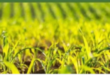 Photo of फसल बीमा के नाम पर मजाक: इंश्योरेंस कंपनी ने कमाए 9.5 करोड़, बाबूराम को क्लेम मिला 2.72 रुपये