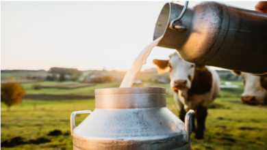 Photo of सीईईडब्ल्यू की रिपोर्ट: पंजाब में 78 प्रतिशत लोग दूध की बिक्री के लिए पाल रहे पशु