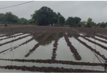 Photo of IMD ने जारी किया अलर्ट; राजस्थान में आज मावठ, आंधी-ओलावृष्टि की भी चेतावनी