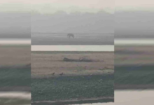 Photo of घायल हाथी की पीड़ा पर संवेदनहीनता भारी, तट पर तड़पता रहा, मदद के लिए लगाता रहा गुहार