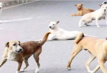 Photo of लुधियाना में आवारा कुत्ते का आतंक