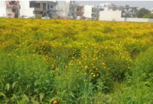 Photo of पंजाब में बदला मौसम का मिजाज, 28 डिग्री पहुंचेगा अधिकतम तापमान