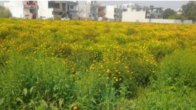 Photo of पंजाब में बदला मौसम का मिजाज, 28 डिग्री पहुंचेगा अधिकतम तापमान