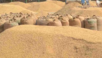 Photo of  जबलपुर: धान खरीदी केंद्र में 38 लाख का घोटाला, सात पर केस दर्ज