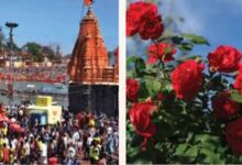 Photo of  सिंहस्थ के लिए 4200 हेक्टेयर में होगी फूलों की खेती