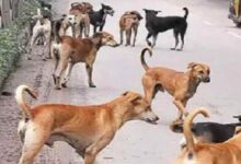 Photo of लुधियाना में आवारा कुत्तों का कहर, 9 साल के मासूम को बनाया निशाना