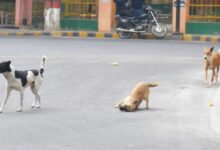 Photo of डॉग्स शेल्टर होम संचालित करेंगी सामाजिक संस्थाएं, निगम ने बुलाए आवेदन