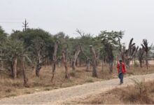 Photo of इंदौर और आसपास के क्षेत्रों में दो लाख पेड़ काटने की तैयारी