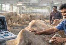 Photo of पशुओं के हरियाणा सरकार उठाने जा रही ये बड़ा कदम, मिलेंगी बड़ी सुविधाएं…