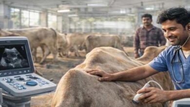 Photo of पशुओं के हरियाणा सरकार उठाने जा रही ये बड़ा कदम, मिलेंगी बड़ी सुविधाएं…