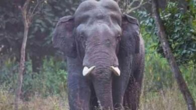 Photo of NIT राउरकेला के परिसर में घुसे 2 हाथी, वन विभाग अलर्ट; ड्राइव ऑपरेशन शुरू