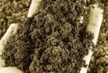 Photo of खतरे में ‘मिट्टी’: ग्लोबल वार्मिंग ने खत्म किए 70% सूक्ष्म जीव, थाली तक पहुंच रहा कुपोषण