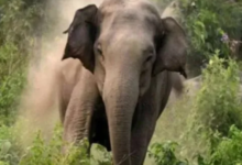 Photo of ओडिशा में जंगली हाथी का तांडव