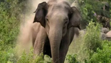 Photo of ओडिशा में जंगली हाथी का तांडव