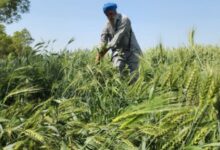 Photo of पंजाब में लौटी ठंड: तेज हवाओं के साथ बारिश और ओलावृष्टि से गिरा पारा