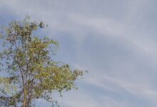 Photo of 18 मार्च से राजस्थान में बदलेगा मौसम, बारिश-आंधी और ओलावृष्टि की संभावना