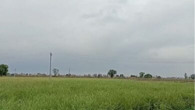 Photo of हरियाणा में मौसम ने ली करवट: सरसों की फसल को लेकर किसानों में चिंता
