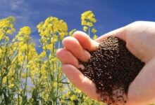 Photo of अंबाला: किसान सरसों की नई फसल को MSP से कम दाम पर बेचने को मजबूर