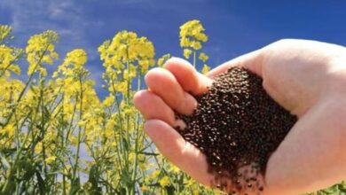 Photo of अंबाला: किसान सरसों की नई फसल को MSP से कम दाम पर बेचने को मजबूर