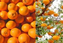 Photo of हरियाणा के इस जिले में स्थापित होगा किन्नू जूस संयंत्र